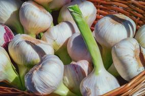 health-benefits-of-garlic