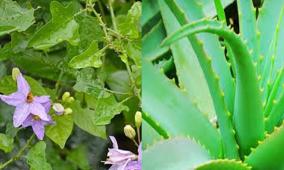 aloes-solanum-trilobatum-health-benefits