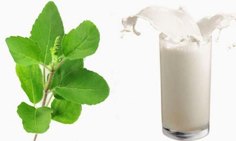 holy-basil-milk-health-tips