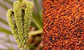 finger-millet-reduce-fat-and-weight-body