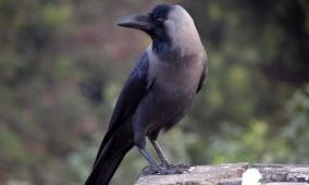 crows-interesting-activity