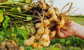 peanut-reduces-fat-from-human-body