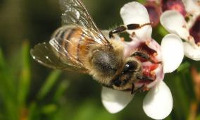 how-do-bees-know-where-honey-is