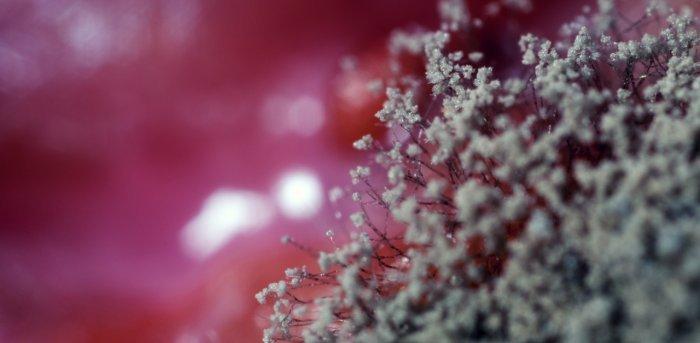 black-fungus-symptoms-and-precautions