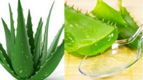 aloes-medicine-benefits