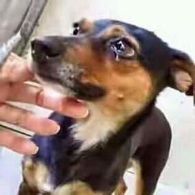 is-it-not-a-sin-to-beat-and-torture-dogs