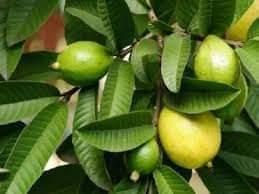 what-are-the-medicinal-benefits-of-guava-leaves