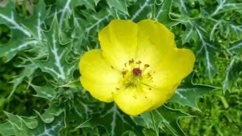 brahma-thandu-plant-health-benefits