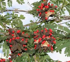 do-you-know-what-are-the-medicinal-properties-of-licorice