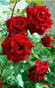 what-are-the-medicinal-properties-of-rose-flower