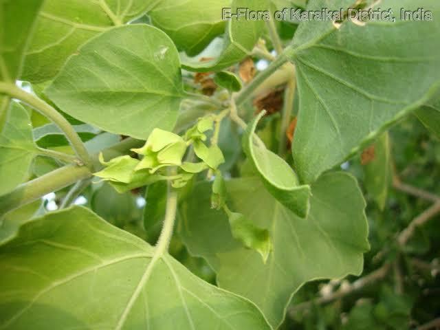 clerodendrum-phlomidis-plants-medicine-tips