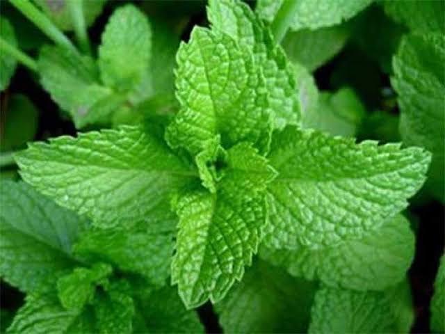 how-to-eat-mint-to-get-rid-of-skin-problems