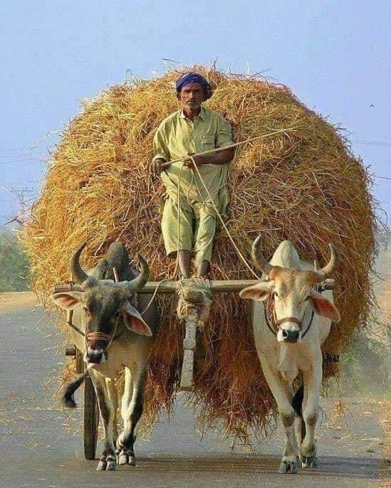 do-you-know-the-difference-between-man-and-cow