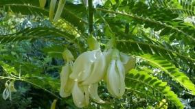 are-there-so-many-benefits-of-agave-spinach