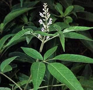 asthma-how-do-you-eat-noci-leaf