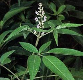 asthma-how-do-you-eat-noci-leaf