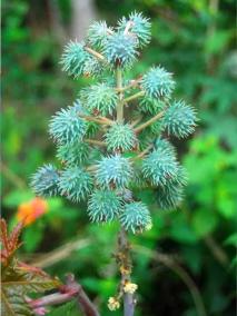 do-you-know-the-benefits-of-castor-oil