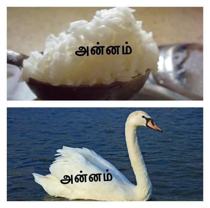 swan-and-milk-story