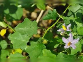 solanum-trilobatum-health-tips