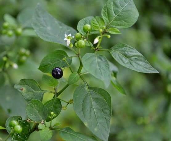 so-much-for-adengappa-mandattakkali