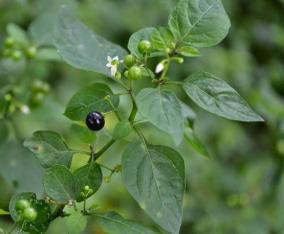 so-much-for-adengappa-mandattakkali