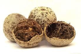 benefits-of-wood-apple