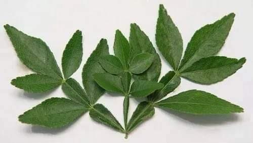 the-glory-of-the-arch-leaf