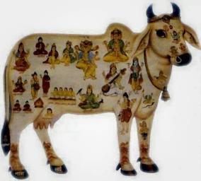 only-this-for-friday-cow