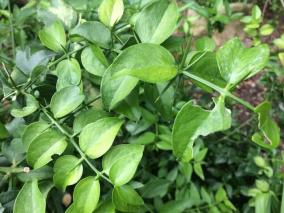 kidneys-problem-health-tips