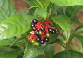 benefits-of-serpentine-herb