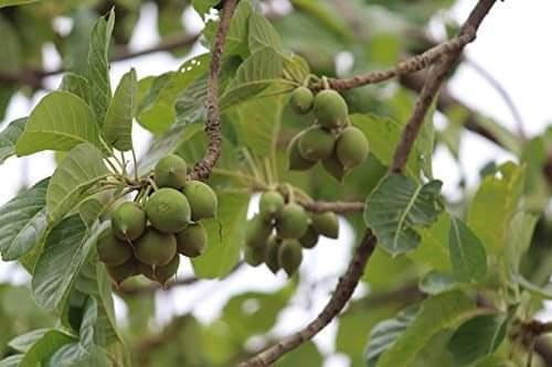 medicinal-uses-of-iluppai