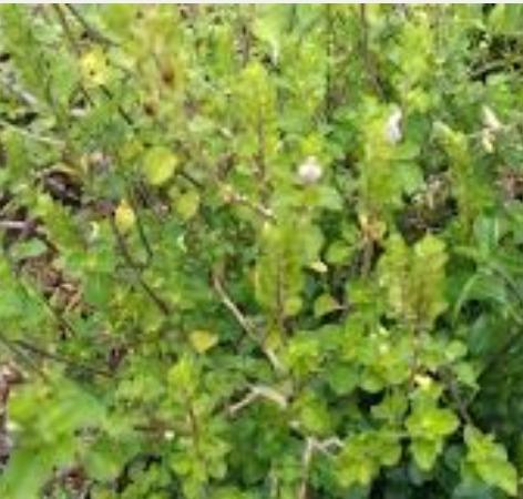 thavasu-murungai-keerai-health-tips