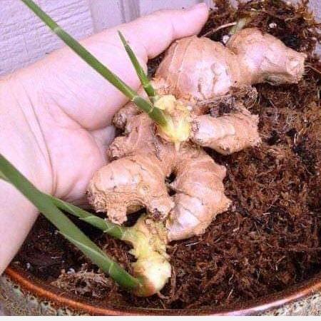 ginger-health-tips-and-health-care