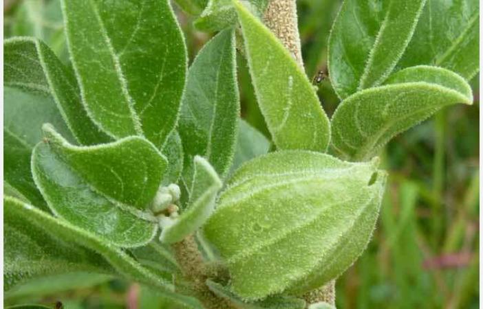 want-to-be-skinny-or-fat