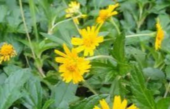 hair-loss-for-women-gray-hair