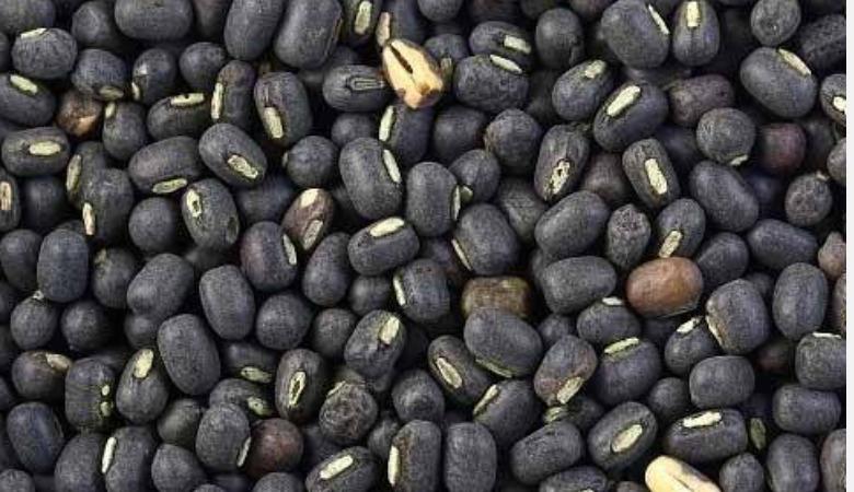 vigna-mungo-womens-bones-strong-tips