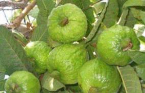 guava-fruits-vitamins-health-tips