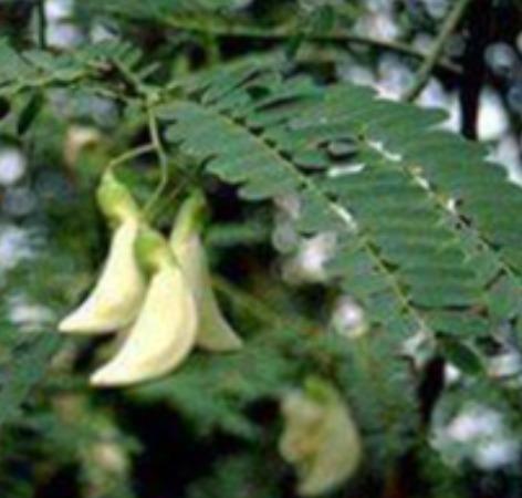 agathi-keerai-ulcer-problem