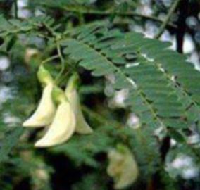 agathi-keerai-ulcer-problem