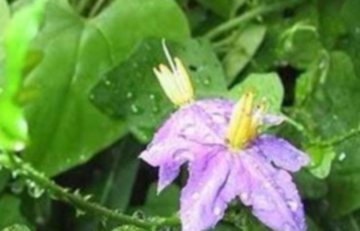 tb-disease-thuthuvalai-keerai-medicine