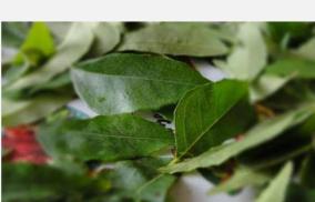 what-is-the-solution-to-hereditary-gray-hair-problem