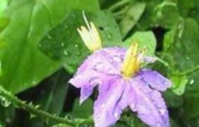 mental-illness-problem-thoothuvalai-keerai-health-tips