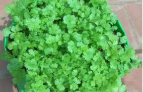 coriander-mouth-smell-digestive-problem-health-tips