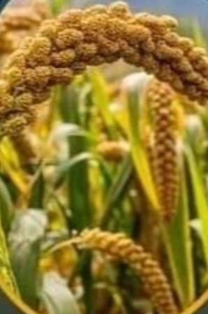 foxtail-millet-thinai-gheer