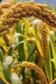 foxtail-millet-thinai-gheer