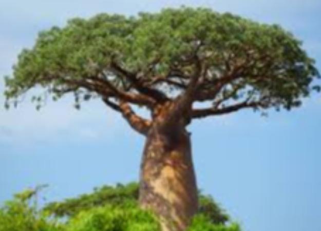 baobab-tree-in-south-africa-is-life-tree