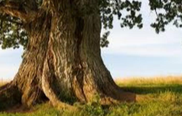 50-years-older-trees-benefits