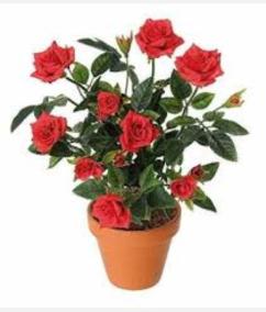 lucky-flowers-at-home-garden