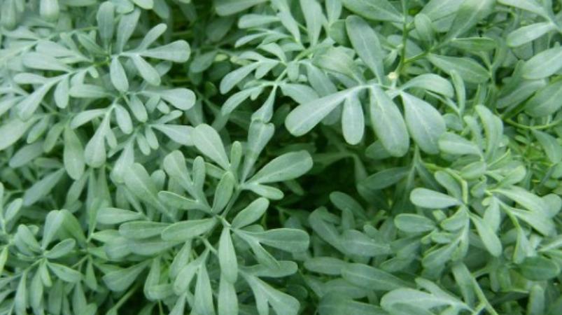 ruta-graveolens-ayurvedic-herb-health-tips