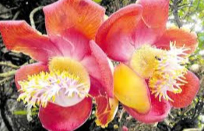 nagalinga-flower-poojai-and-remedy